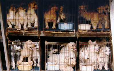 puppy_mills_1_in_cages_304135032.jpg