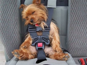 dog-in-car-seat